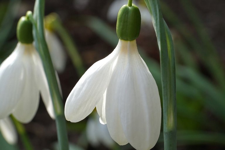 Die Person die Galanthus E A Bowles seinen Namen gab war ein begeisteter Geophytenfreund.jpg