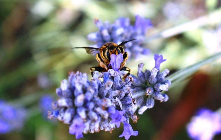 Bee onblue flower.JPG
