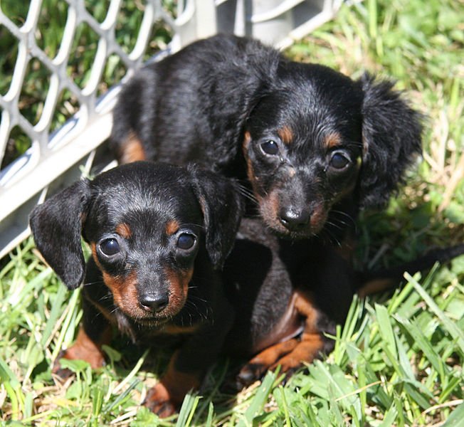 652px-Longhaired_Dachshund_puppies.jpg