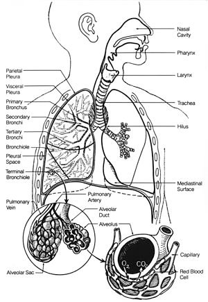 300px-Poumons2.jpg