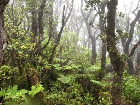 Wet_forest_of_Kohala_Mountain.jpg