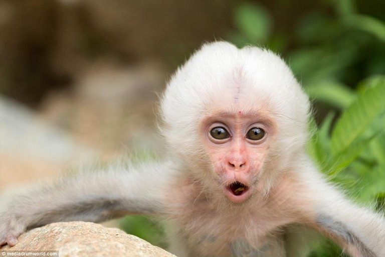 Pure White Monkeys peculiar activity was captured on camera at Jigokudani Monkey Park from Tokyo, Japan.jpg