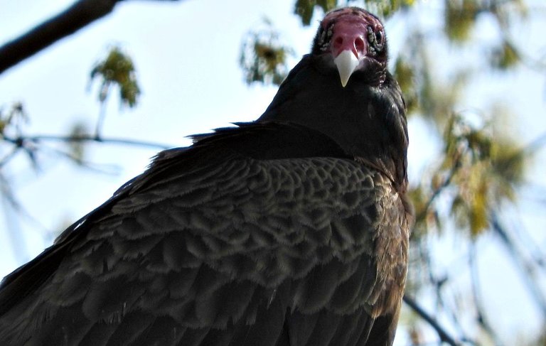 turkey vultures 4.jpg