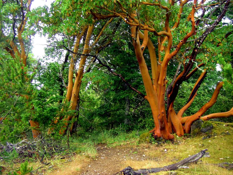 Arbutus_tree.jpg