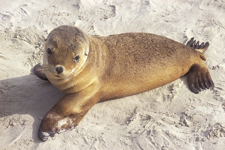 baby-seal-0001739.jpg