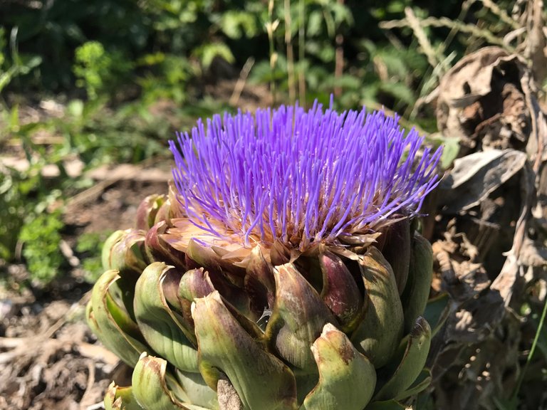 artichoke blooming.JPG