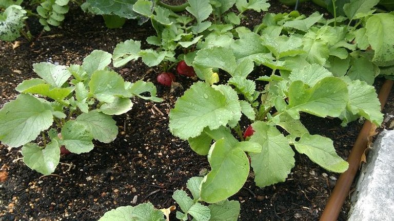 saxa ii radishes.jpg