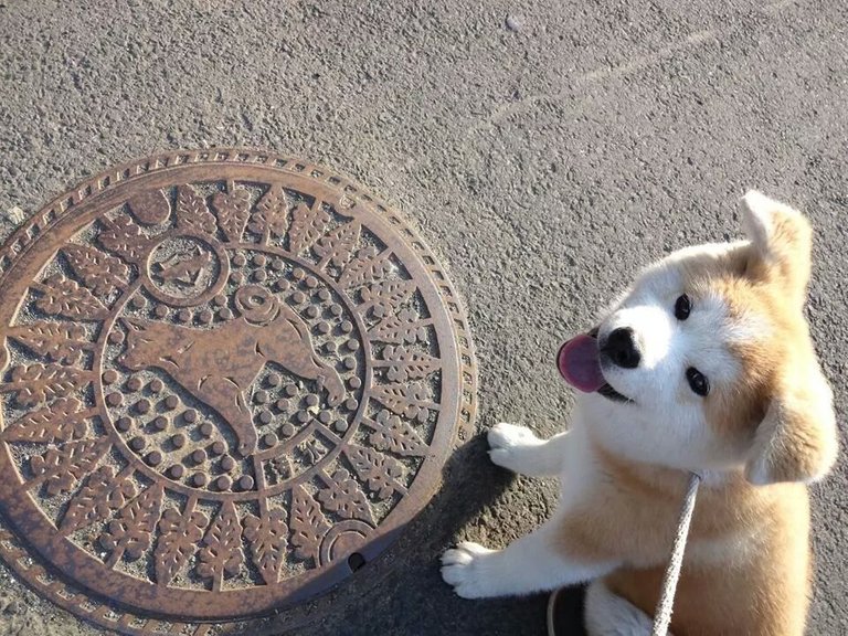 doge manhole.jpg