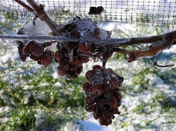 NiagaraIceWine-615x461.jpg