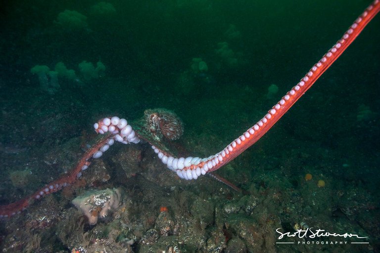 Giant Pacific Octopus-1.jpg