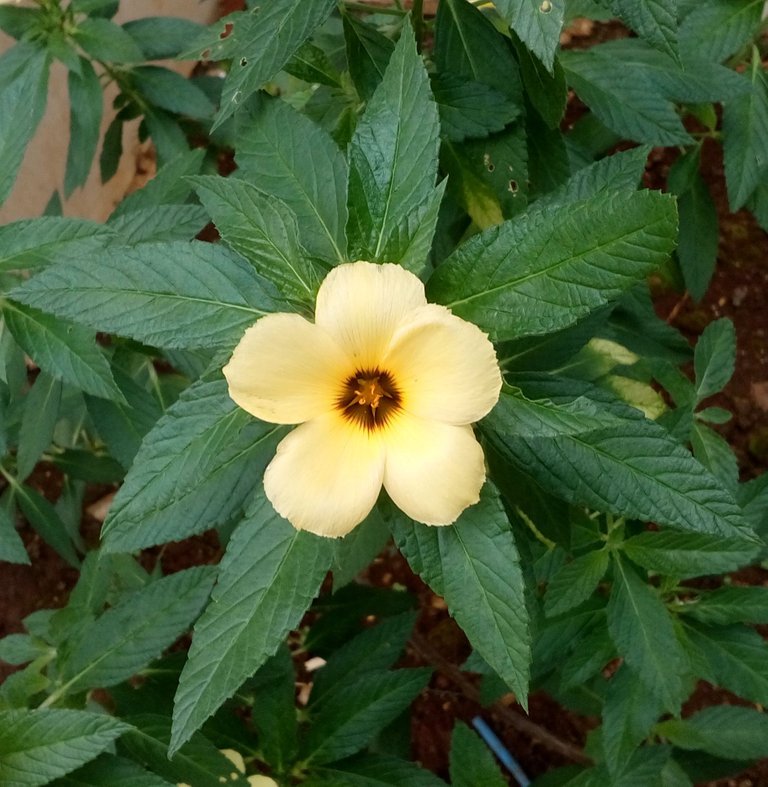 yellowflower1.jpg