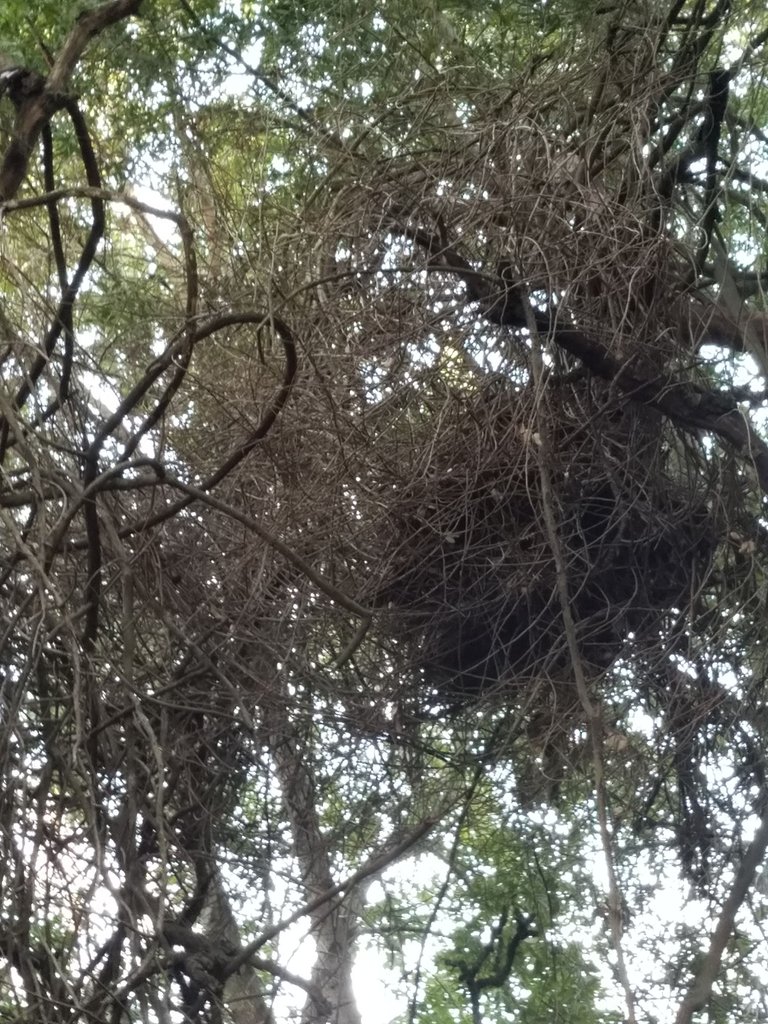 Nest3.jpg