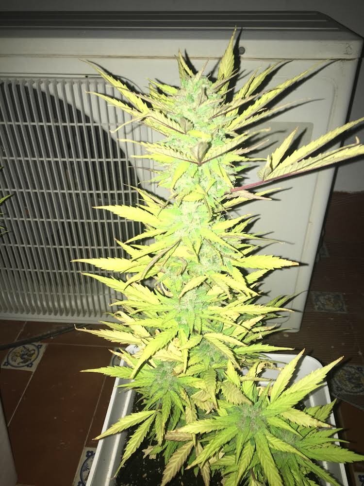 cultivo8.jpg