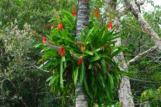 Bromeliads on palm trunk 2.jpg