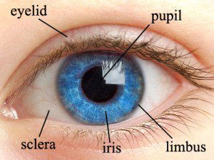 human-eye-structure1-300x225.jpg