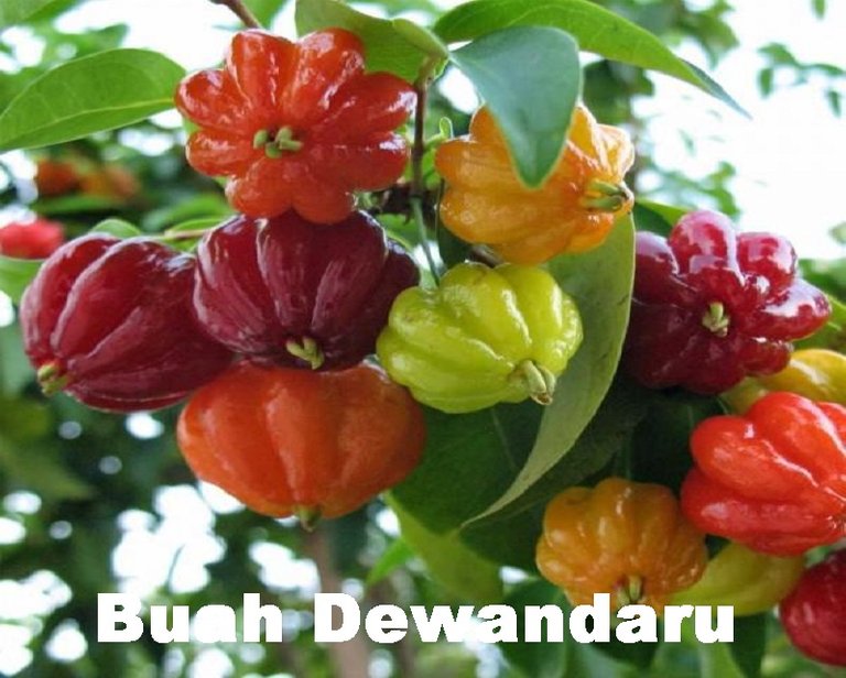 buah-DEWANDARU.jpg