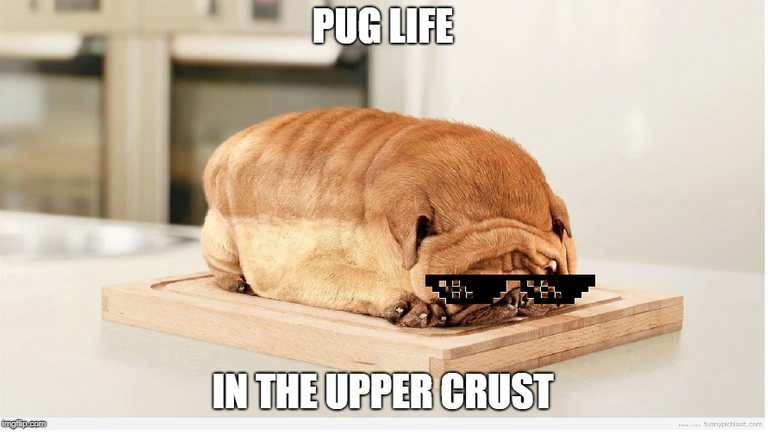 Puglife.png