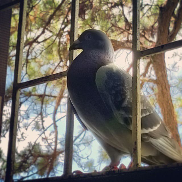 dove Window.jpg