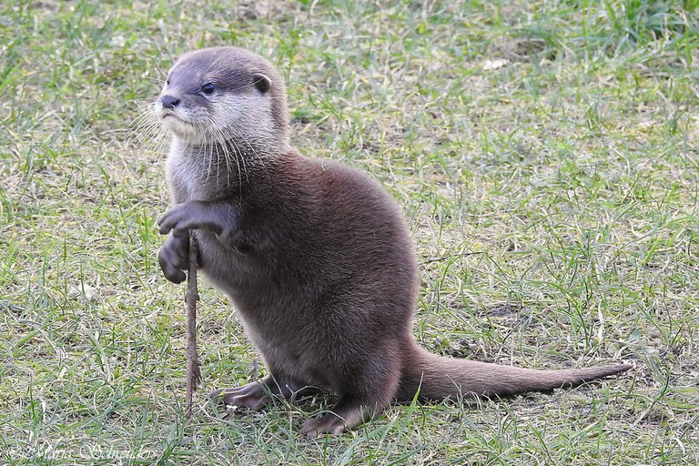 asian_small_clawed_otter_by_maria_schreuders-dbzml11.jpg