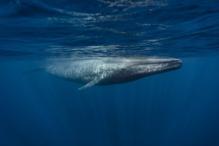 Blue-Whale-iStock-eco2drew-821-wpcf_451x300.jpg