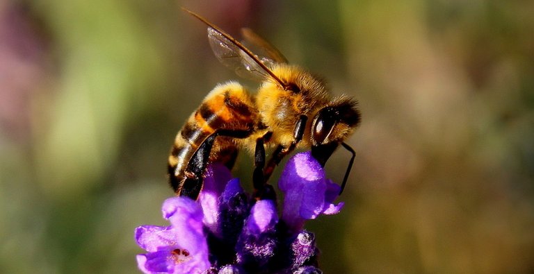 bee-1040521_1920.jpg