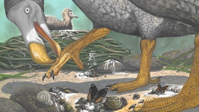 Mystery life of the dodo uncovered.jpg