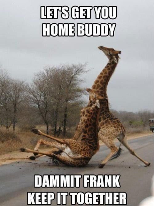 a-drunk-giraffe.jpg