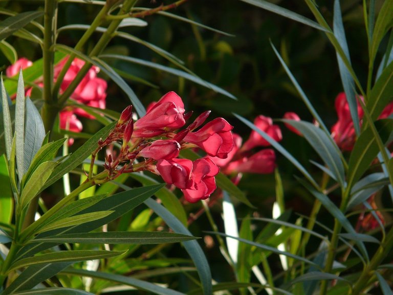 oleander-9895_960_720.jpg