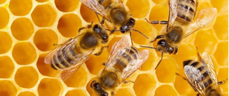 Small_bee-honeycomb.jpg