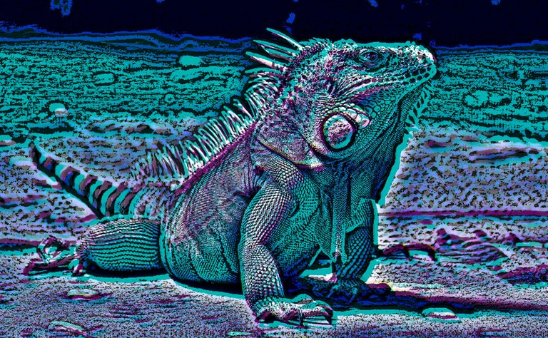 iguana5.jpg