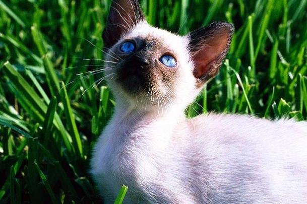 08-kitten-cuteness-1.jpg