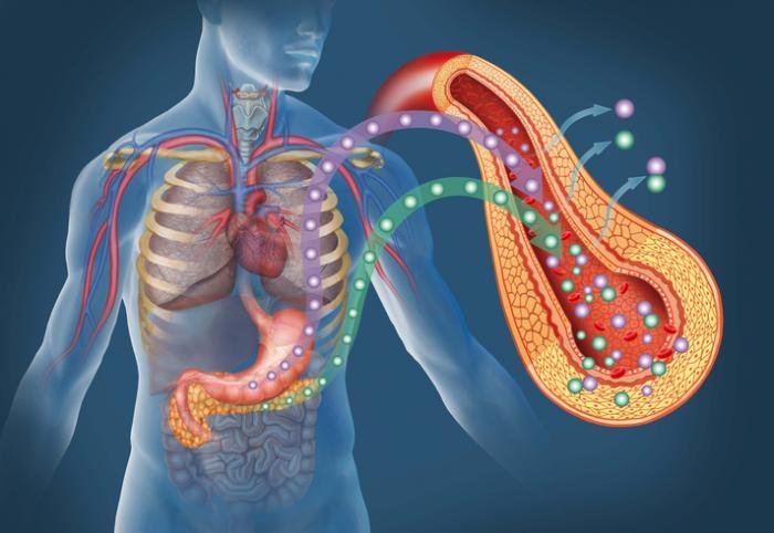 pancreas-releasing-insulin-and-glucagon.jpg