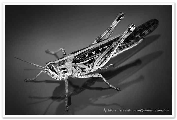 Grasshoper-Macro.jpg