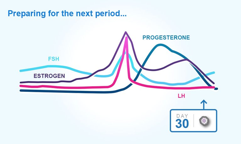 menstrual-cycle-day-30.jpg