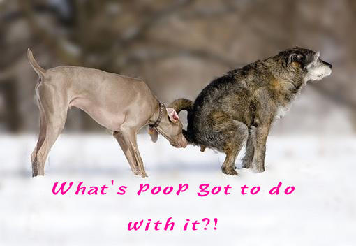 K9sOverCoffee-Whats-poop-got-to-do-with-it[1].png