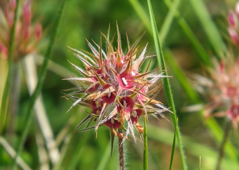 Trifolium stellatum.JPG