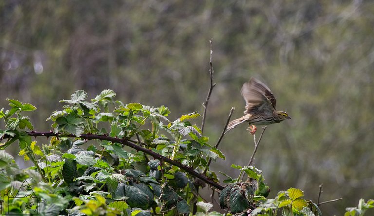 Tree Bird 10.jpg