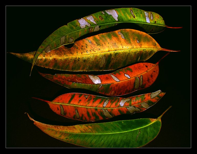 Eucalyptus Leaves.jpg