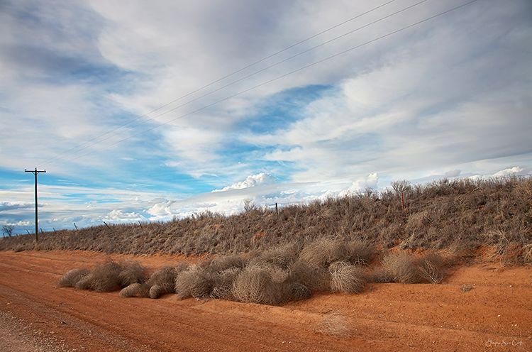 Yoakum County Tumbleweed Nursery by Ginger Sisco Cook.jpg