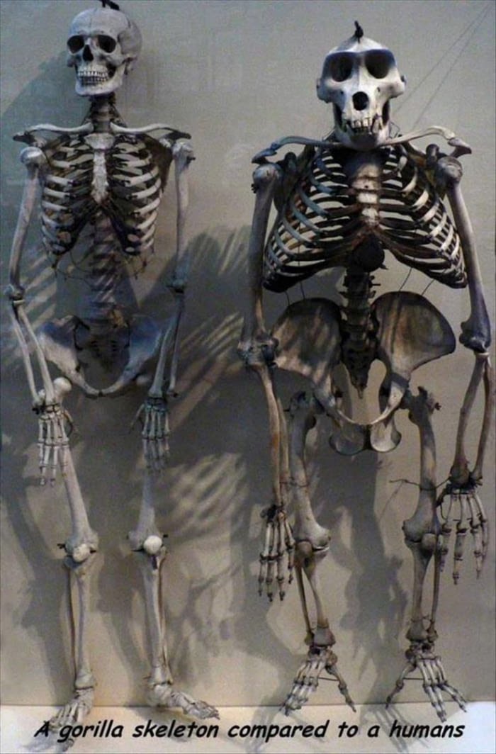 A-human-skeleton-compared-to-a-gorilla-skeleton.jpg