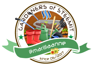 Steemit-Gardeners-marillaanne.png