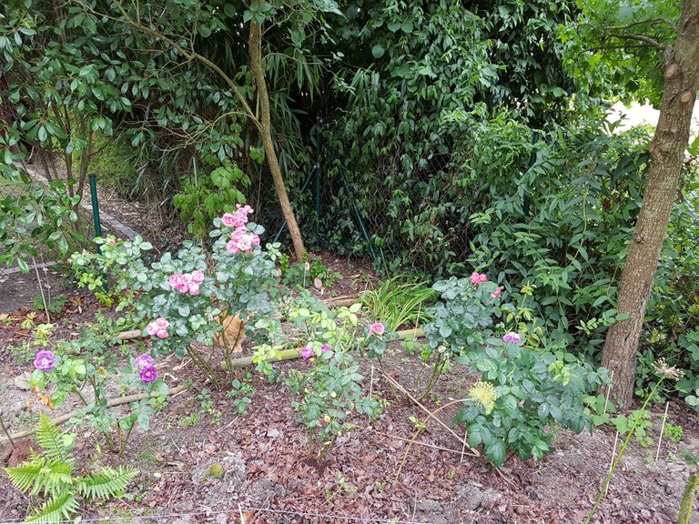 20170703_181135.jpg