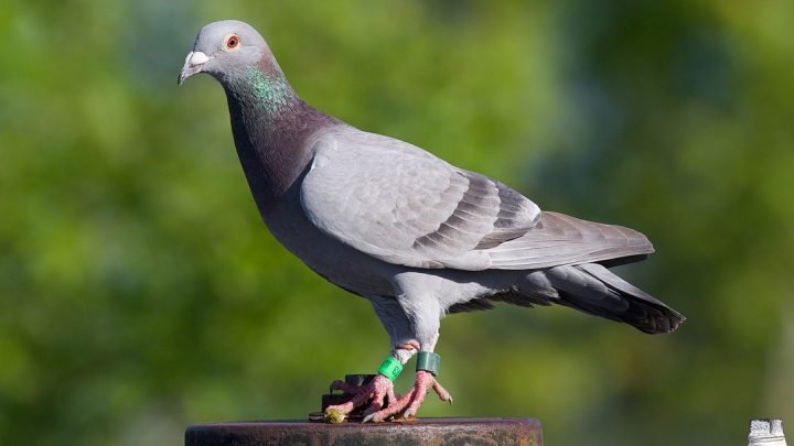 Pigeon.jpg