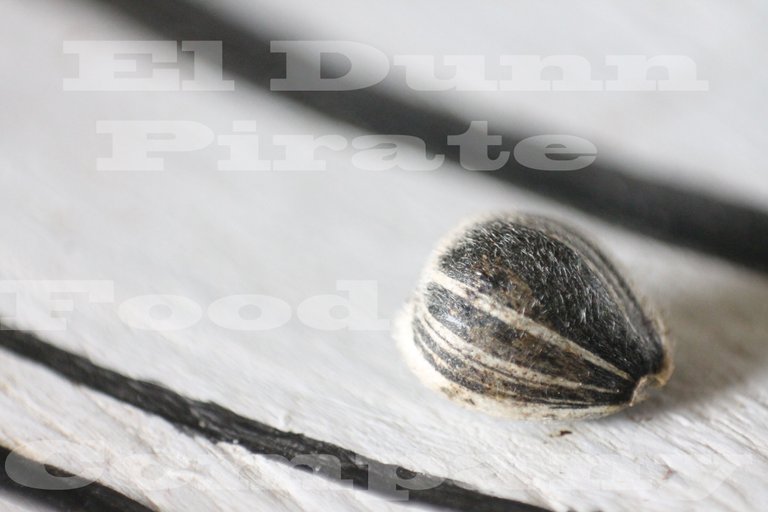 Sunflower Seed Macro Watermark.jpg