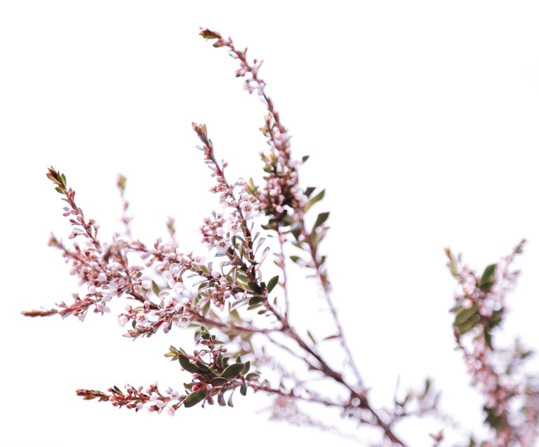 Pink Flowers small.jpg