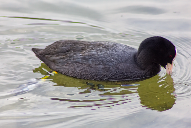 blackwaterbird2@0.25x.png