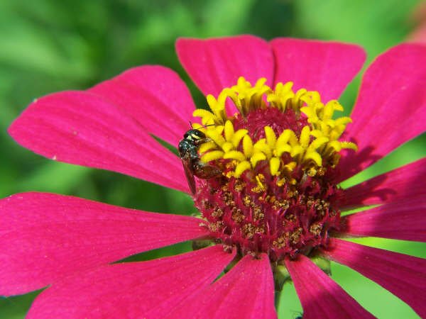 abeja y flor.jpg