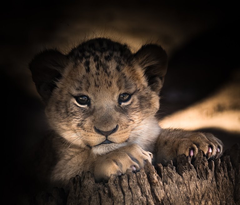 lion-cub-2886432_1280.jpg