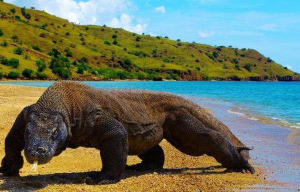 seven-wonders-komodo-island.jpg