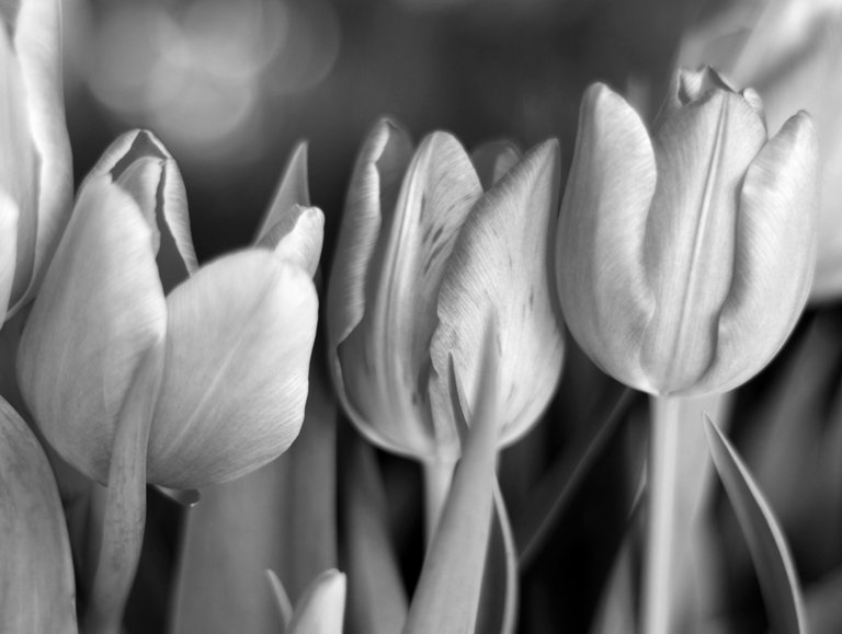 MonoMad Tulips.JPG